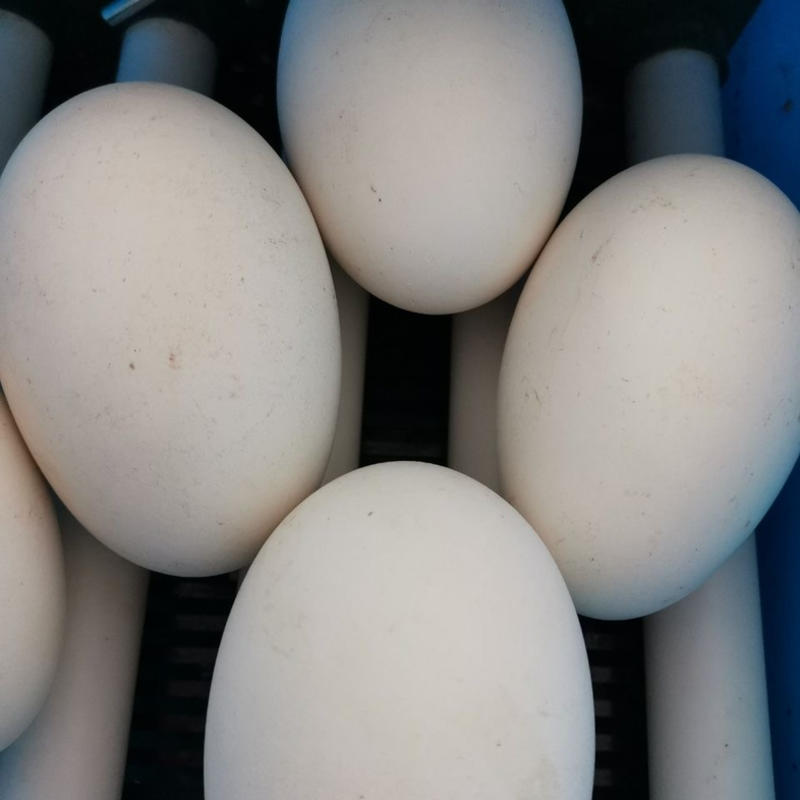 河北三花鹅种蛋全国发货自家养殖可孵化价格来电详谈