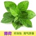 薄荷种子四季播种阳台盆栽可食用驱蚊香草种籽留兰香薄荷籽易