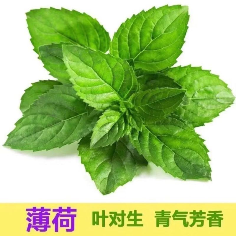 薄荷种子四季播种阳台盆栽可食用驱蚊香草种籽留兰香薄荷籽易