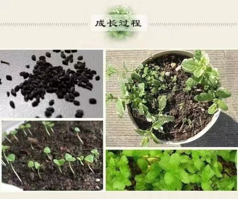 薄荷种子四季播种阳台盆栽可食用驱蚊香草种籽留兰香薄荷籽易