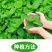 薄荷种子四季播种阳台盆栽可食用驱蚊香草种籽留兰香薄荷籽易