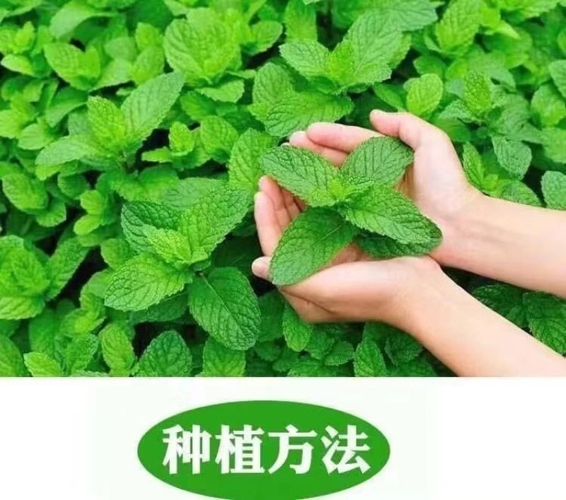 薄荷种子四季播种阳台盆栽可食用驱蚊香草种籽留兰香薄荷籽易