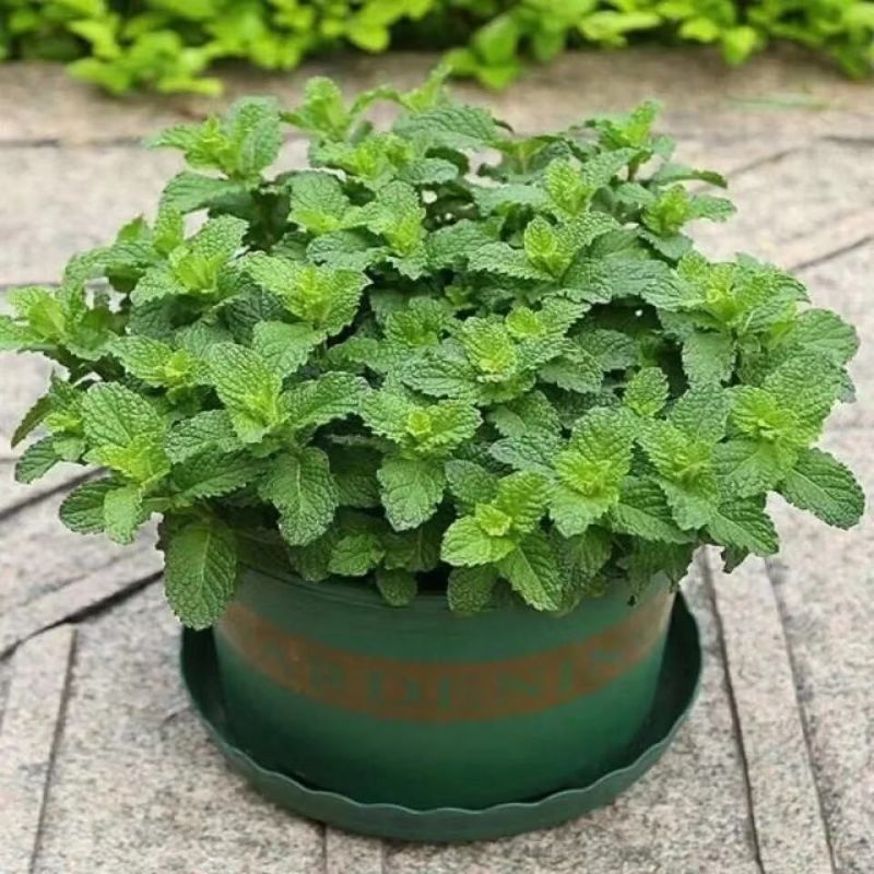 薄荷种子四季播种阳台盆栽可食用驱蚊香草种籽留兰香薄荷籽易
