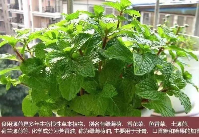 薄荷种子四季播种阳台盆栽可食用驱蚊香草种籽留兰香薄荷籽易