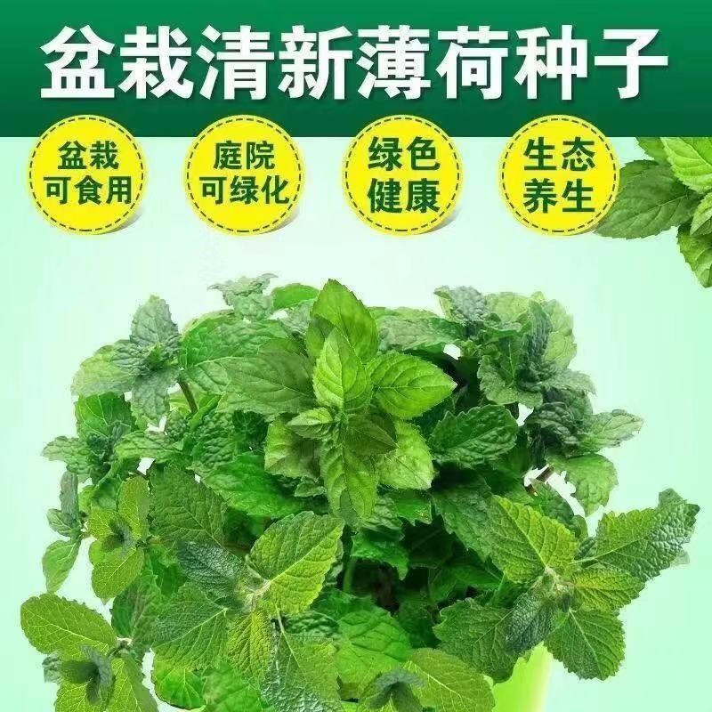薄荷种子四季播种阳台盆栽可食用驱蚊香草种籽留兰香薄荷籽易