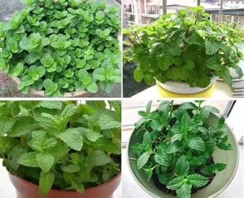薄荷种子四季播种阳台盆栽可食用驱蚊香草种籽留兰香薄荷籽易