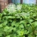 薄荷种子四季播种阳台盆栽可食用驱蚊香草种籽留兰香薄荷籽易