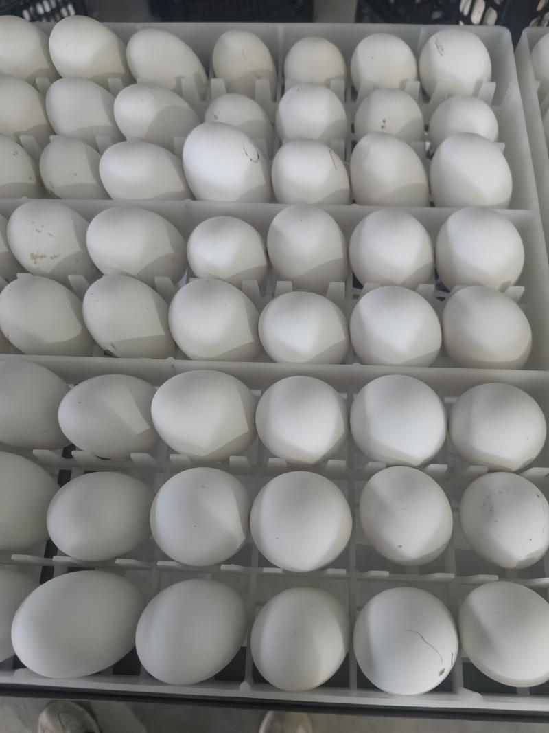 新鲜鹅蛋圆黄蛋全年供货正宗鹅蛋非白皮鸭一手货源