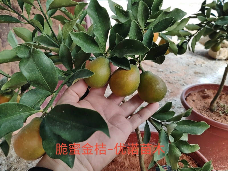 脆蜜金桔嫁接果苗出货啦