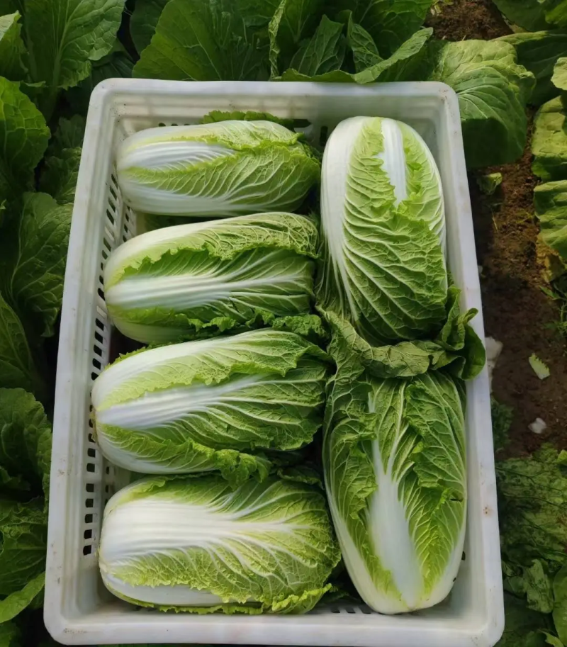 精品大白菜产地大量上市，质量保证，一手货源，实地看货