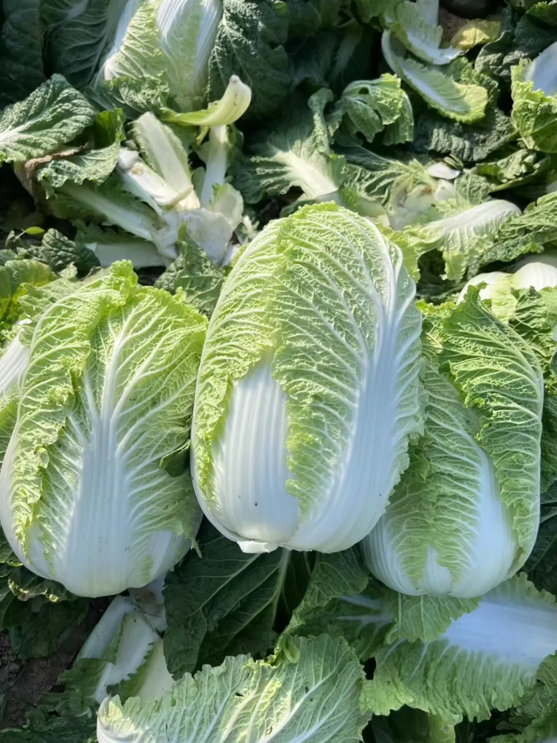 精品大白菜产地大量上市，质量保证，一手货源，实地看货
