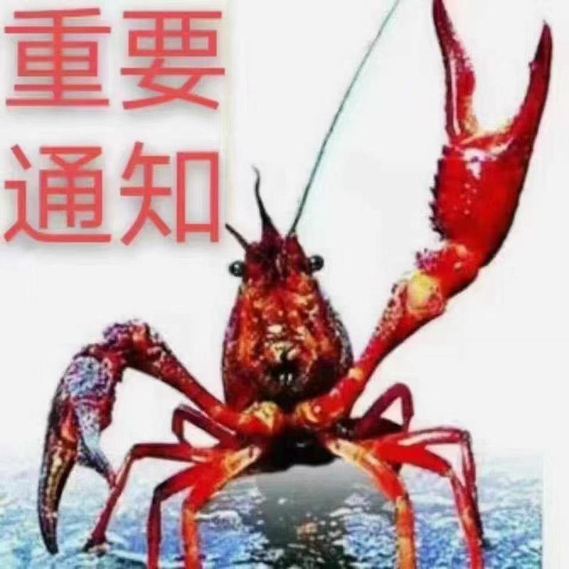 大家好我是江苏清水河小龙虾养殖基地！长期供应优质小龙虾！