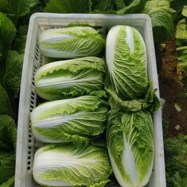 湖北黄心白菜，大量上市中，诚信商家，质量保证，货源充足
