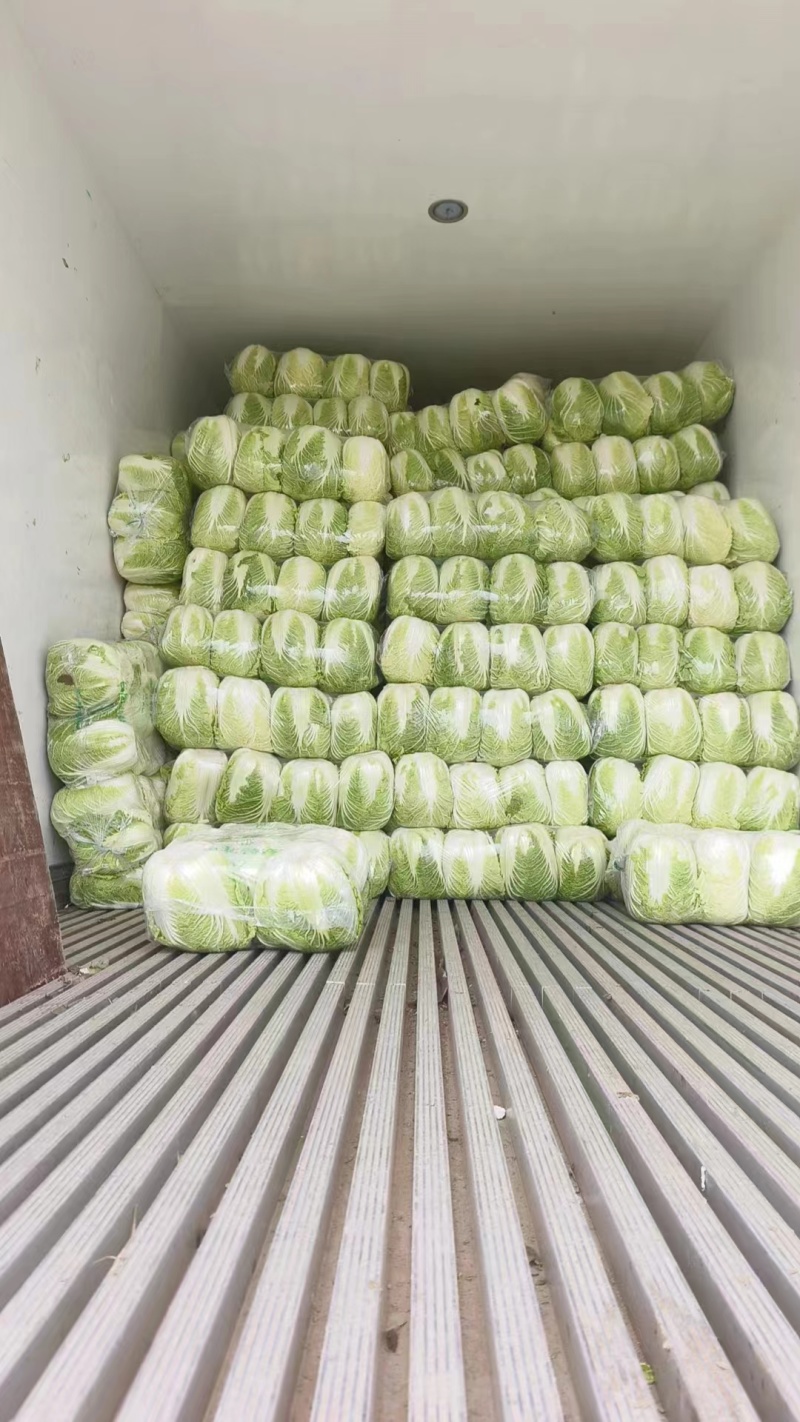 湖北黄心白菜，大量上市中，诚信商家，质量保证，货源充足