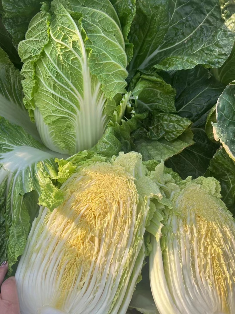 湖北黄心白菜，大量上市中，诚信商家，质量保证，货源充足