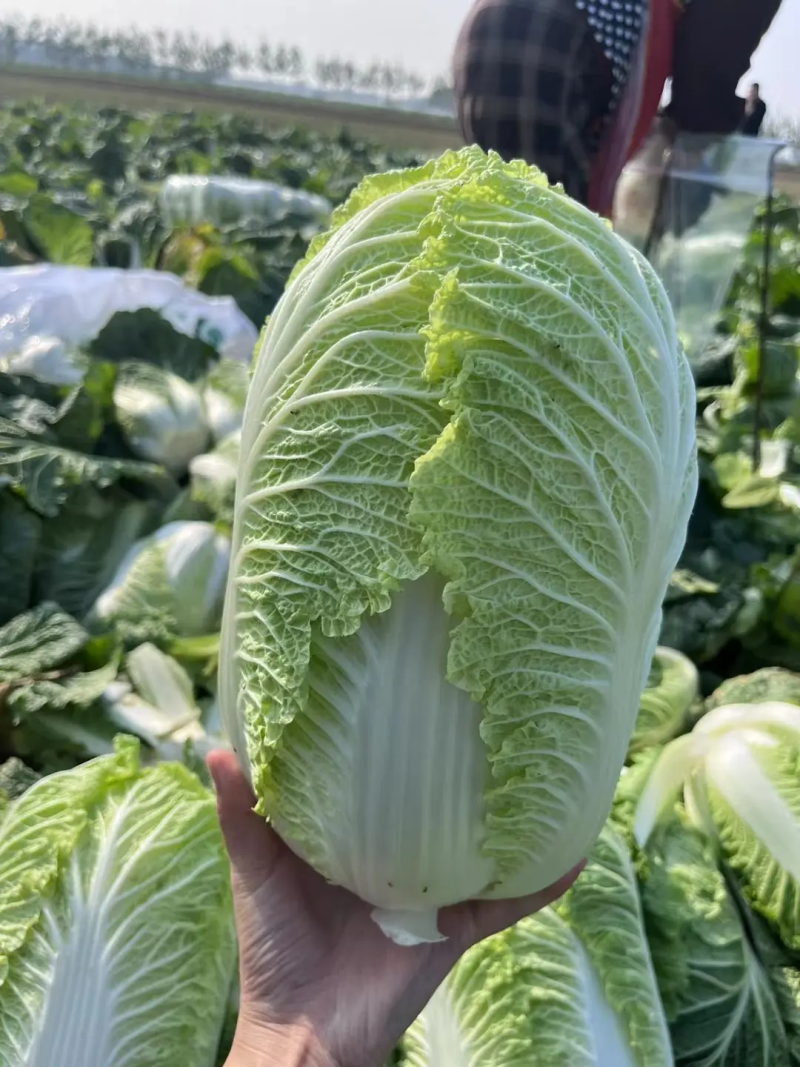湖北黄心白菜，大量上市中，诚信商家，质量保证，货源充足