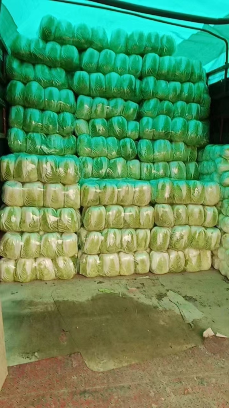 湖北黄心白菜，大量上市中，诚信商家，质量保证，货源充足