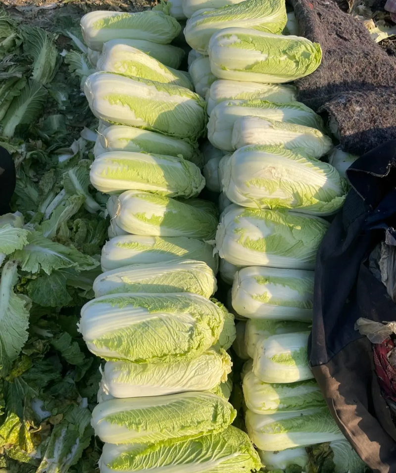 湖北黄心白菜，大量上市中，诚信商家，质量保证，货源充足