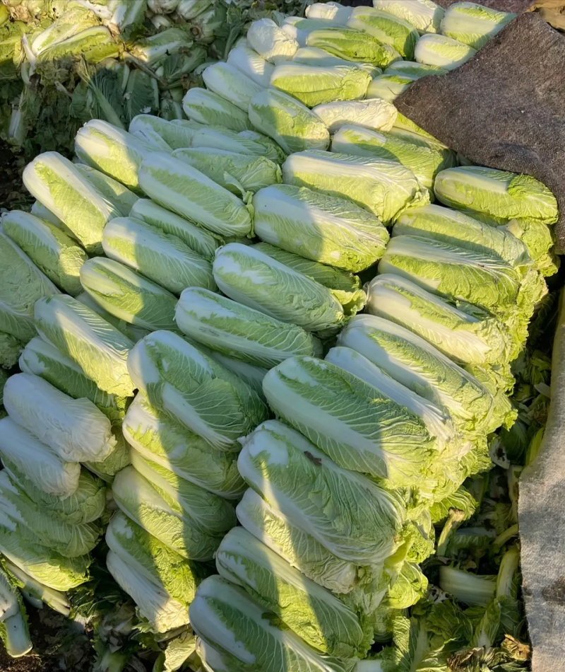 湖北黄心白菜，大量上市中，诚信商家，质量保证，货源充足