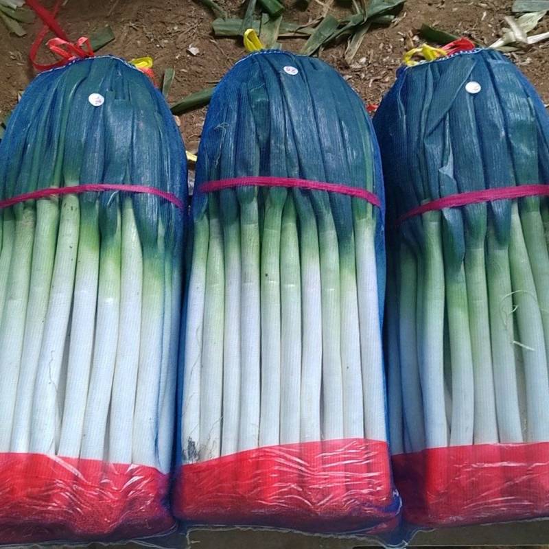 山东平度铁杆大葱大量上市，品质好价格从优，毛葱净葱。
