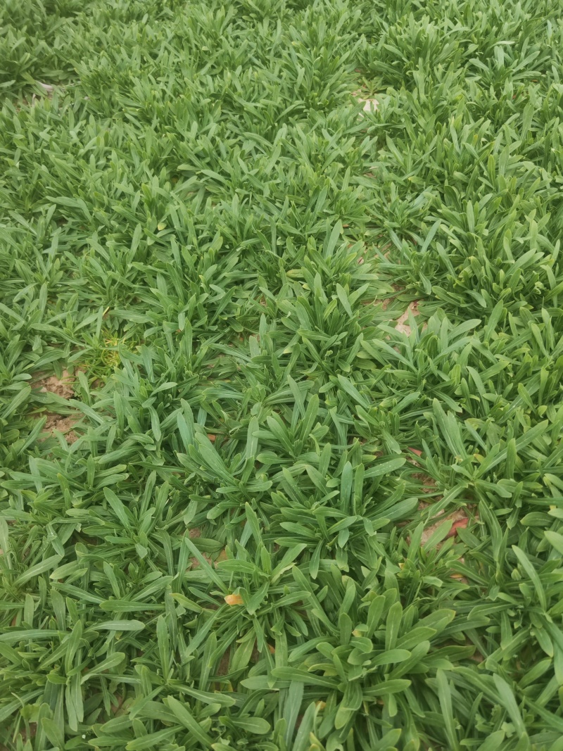 面条菜：也叫麦平草好吃量大便宜划算需要订货请致电