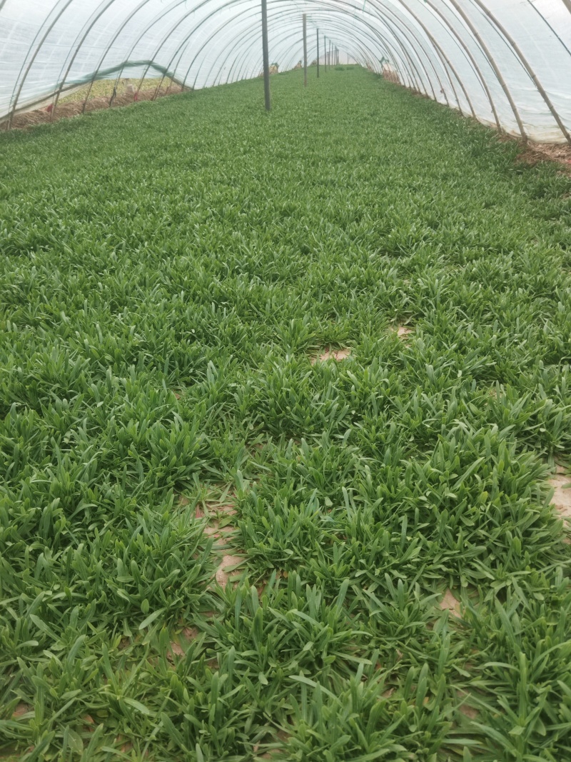 面条菜：也叫麦平草好吃量大便宜划算需要订货请致电