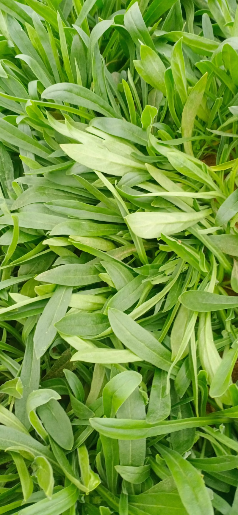 面条菜：也叫麦平草好吃量大便宜划算需要订货请致电