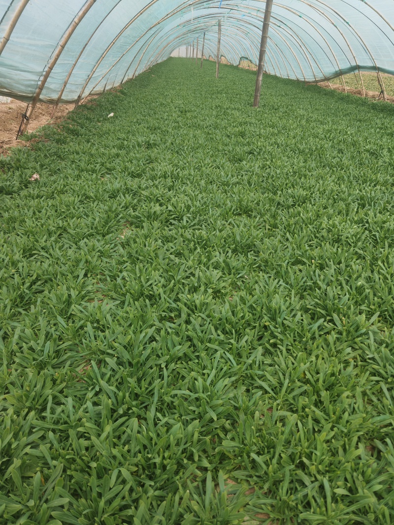 面条菜：也叫麦平草好吃量大便宜划算需要订货请致电