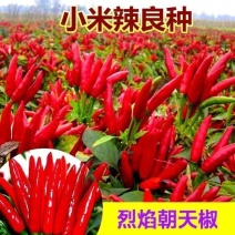 产地直销，小米辣椒新鲜红辣椒小米椒新鲜批发价泡椒蔬菜