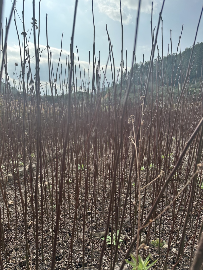 福建清流乌桕供应保质保量对接全国客商可视频验货基地直发