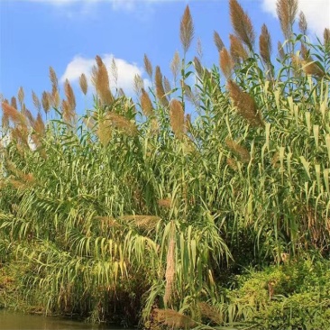 芦苇种子，保土固堤植物造纸制药，端午节包粽子，净化污水