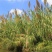 芦苇种子，保土固堤植物造纸制药，端午节包粽子，净化污水
