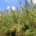 芦苇种子，保土固堤植物造纸制药，端午节包粽子，净化污水