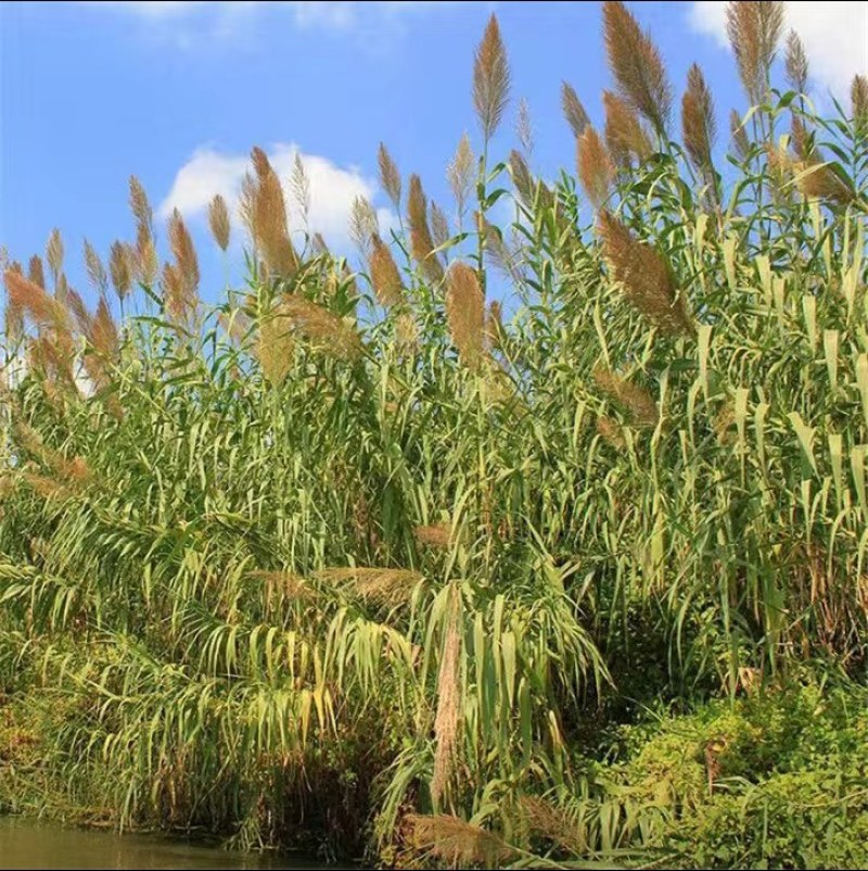 芦苇种子，保土固堤植物造纸制药，端午节包粽子，净化污水