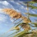 芦苇种子，保土固堤植物造纸制药，端午节包粽子，净化污水
