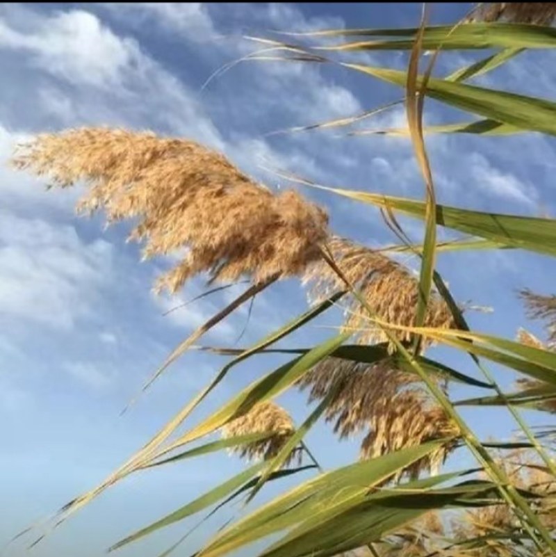 芦苇种子，保土固堤植物造纸制药，端午节包粽子，净化污水