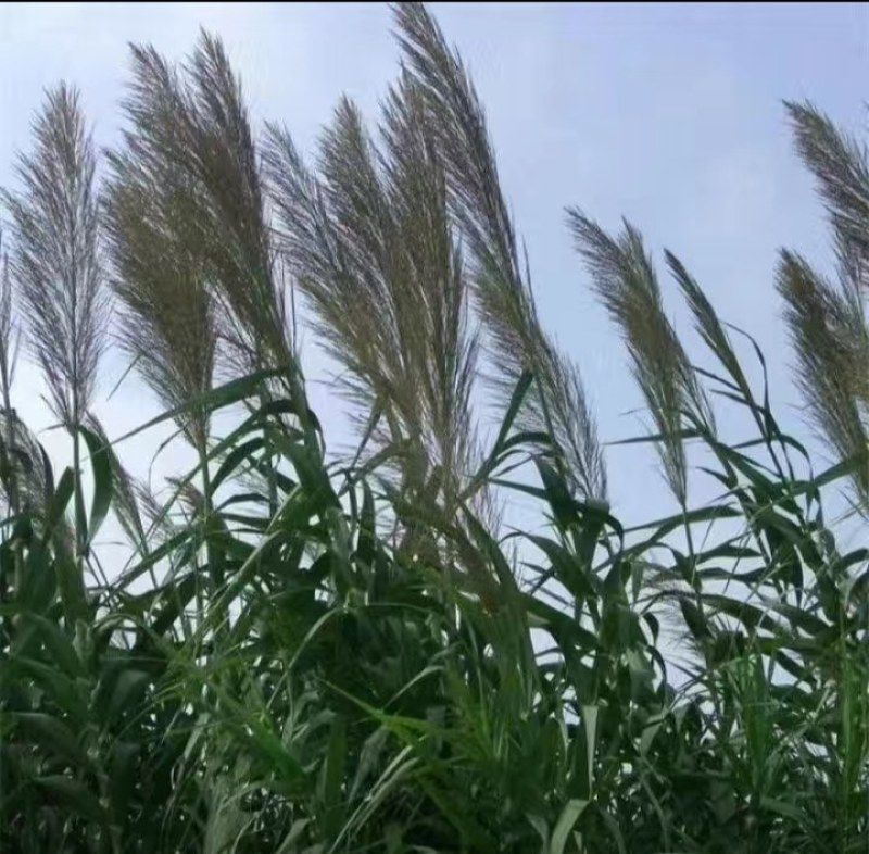 芦苇种子，保土固堤植物造纸制药，端午节包粽子，净化污水