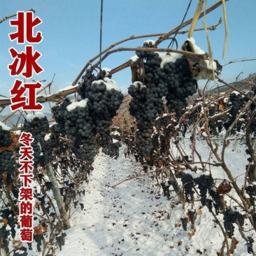 新品种北冰红冬葡萄苗双红耐寒冬天不下架南北方四季种植