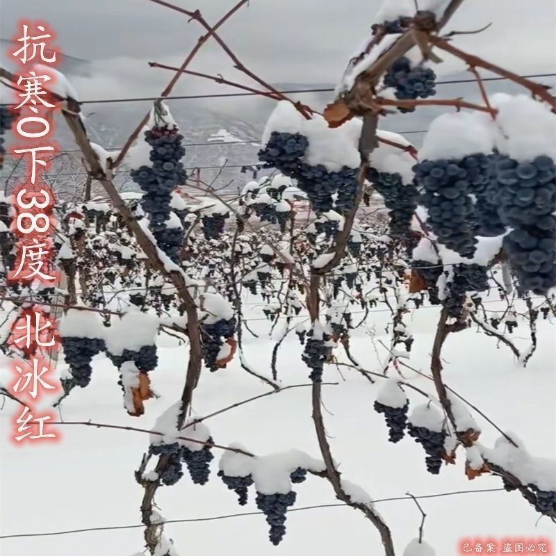 新品种北冰红冬葡萄苗双红耐寒冬天不下架南北方四季种植