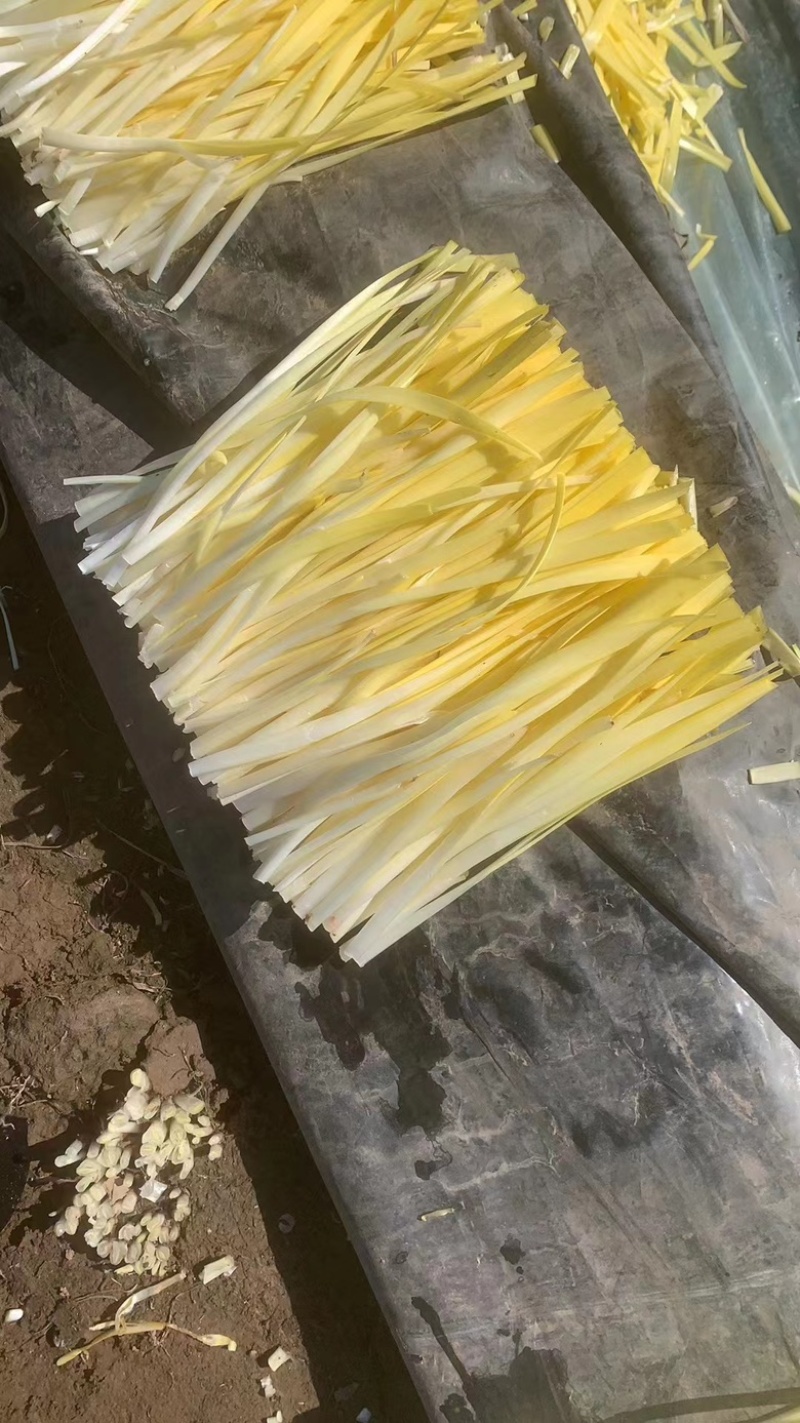 精品韭黄价格美丽质量有保障全国发货可视频看货