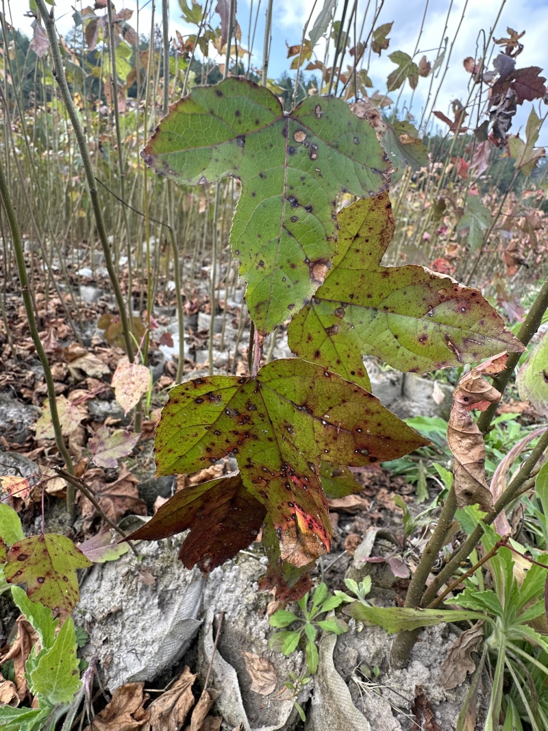 精品枫香大量供应保质保量对接全国客商可视频验货基地直发