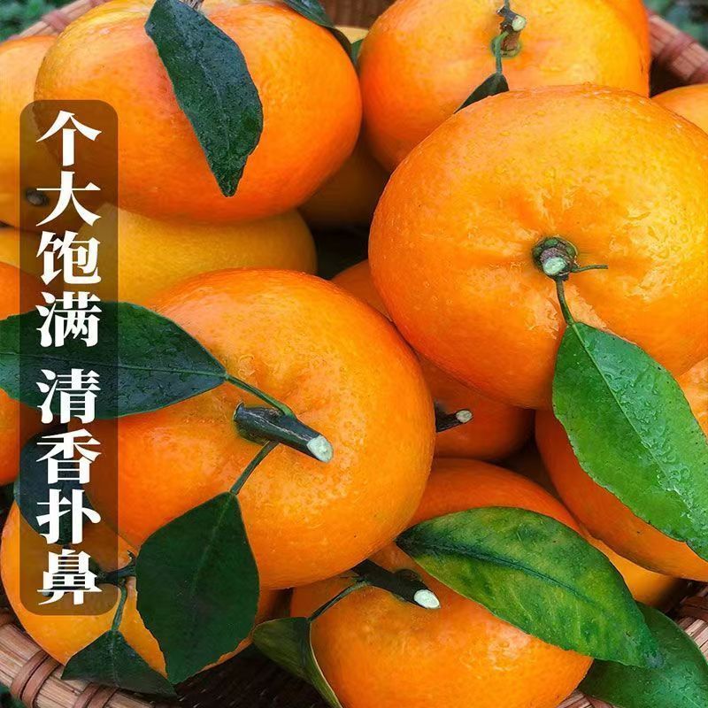 【现摘现发】四川正宗精品沃柑入口化渣个大饱满质优