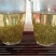 张家界莓茶