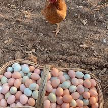 散养土鸡蛋11-15枚/斤粉绿混鸡场直发