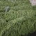 山东莘县优质无筋豆大量上市产地直发可视频看货保质保量保鲜