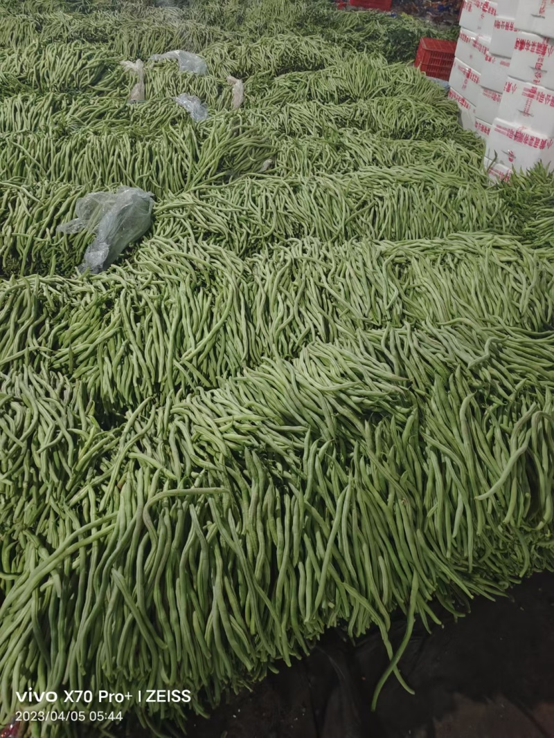山东莘县优质无筋豆大量上市产地直发可视频看货保质保量保鲜
