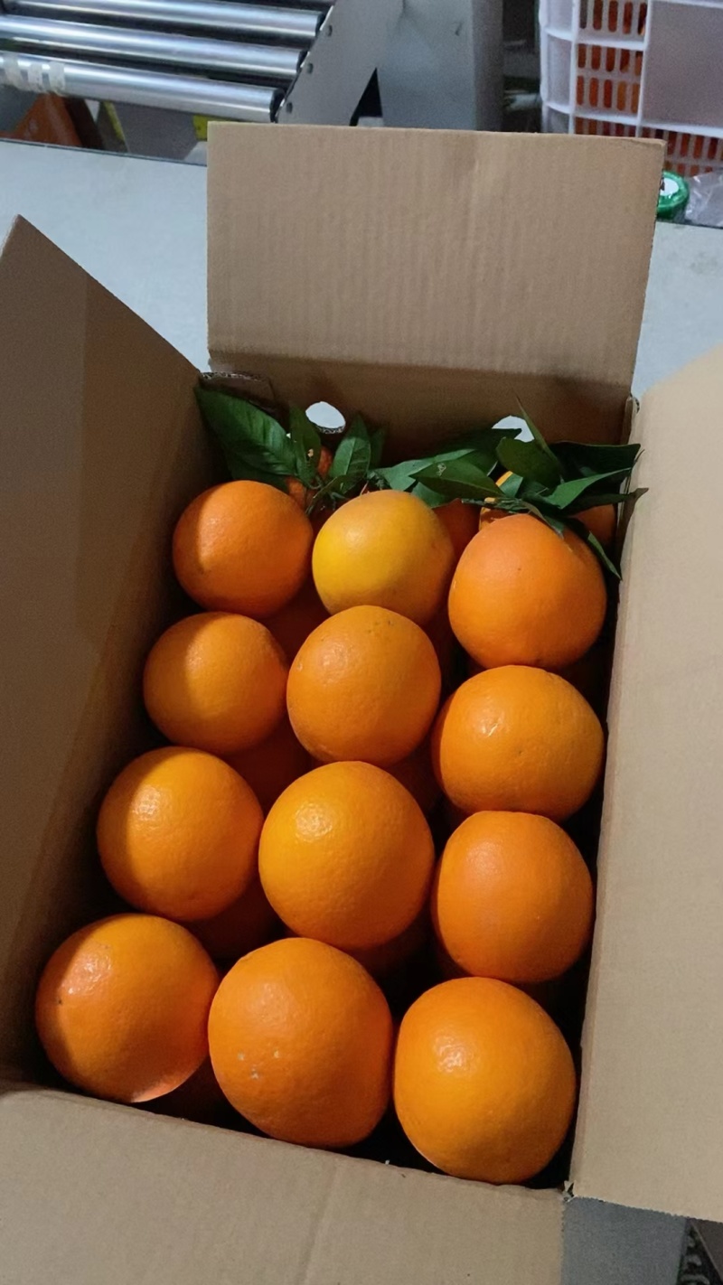 奉节脐橙大量上市圆红72-1纽荷尔长虹代收代办价格稳定