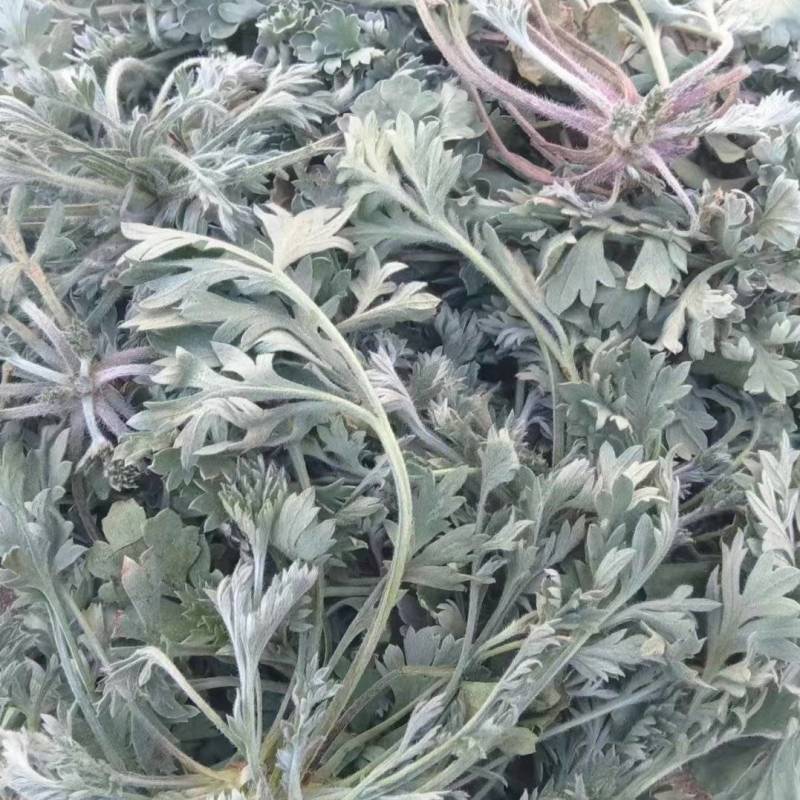鲜茵陈白蒿，纯野生，一手货源产地直发，现摘现发