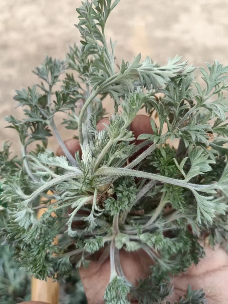 鲜茵陈白蒿，纯野生，一手货源产地直发，现摘现发