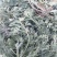 鲜茵陈白蒿，纯野生，一手货源产地直发，现摘现发